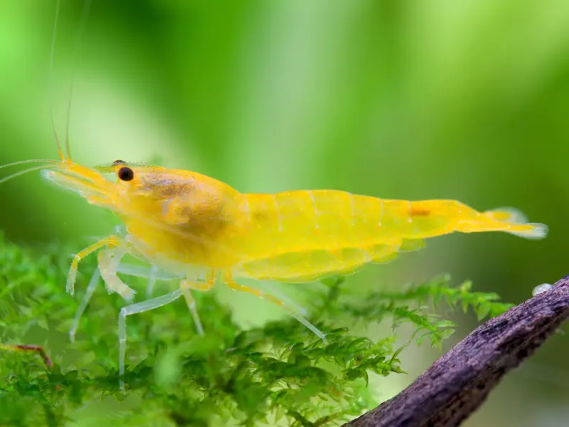 Yellow King Kong Caridina shrimp