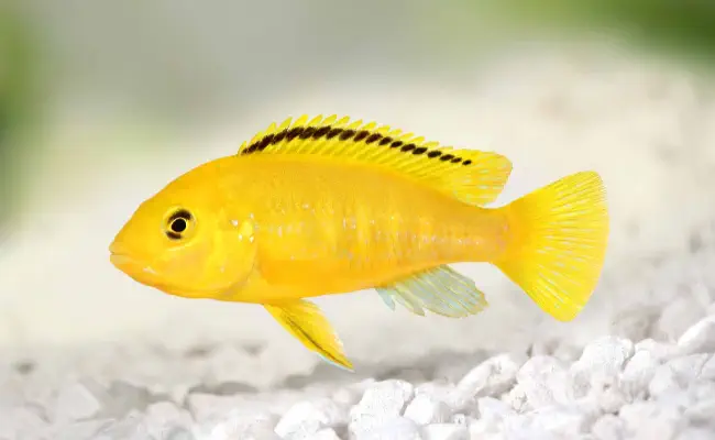 Yellow Lab