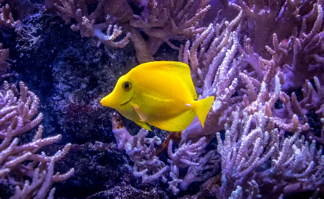 Yellow Tang