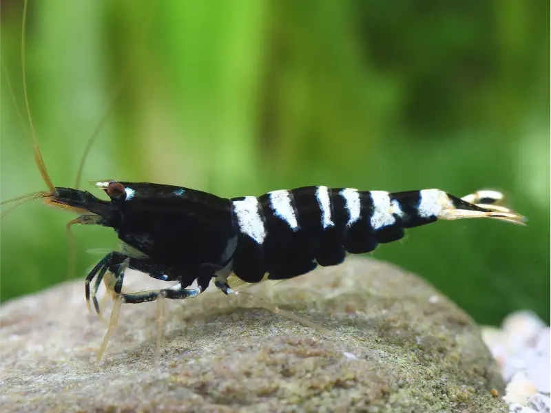 Zebra Pinto Caridina shrimp
