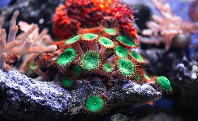 Zoanthids /