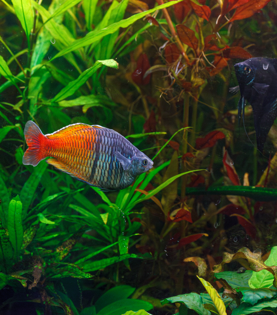 Breeding Awards Program