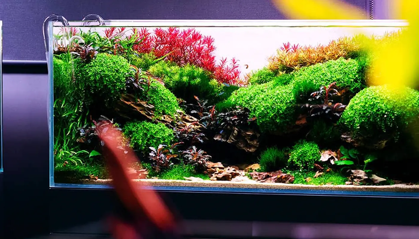Aquascaping Awards