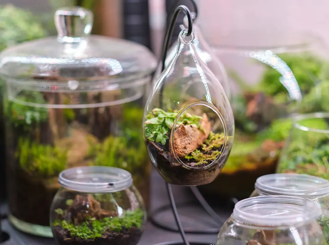 Bioactive vivarium with moss and tropical foliage