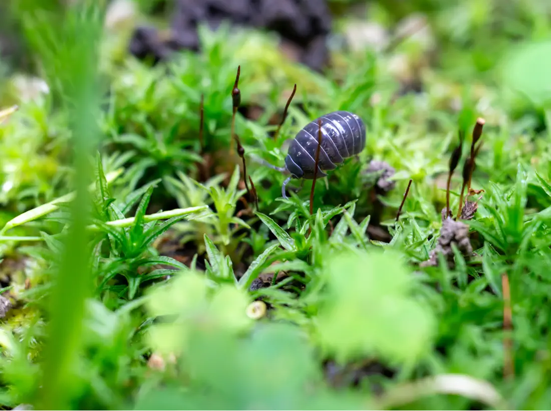 Terrarium substrate habitat for isopods and micro-fauna