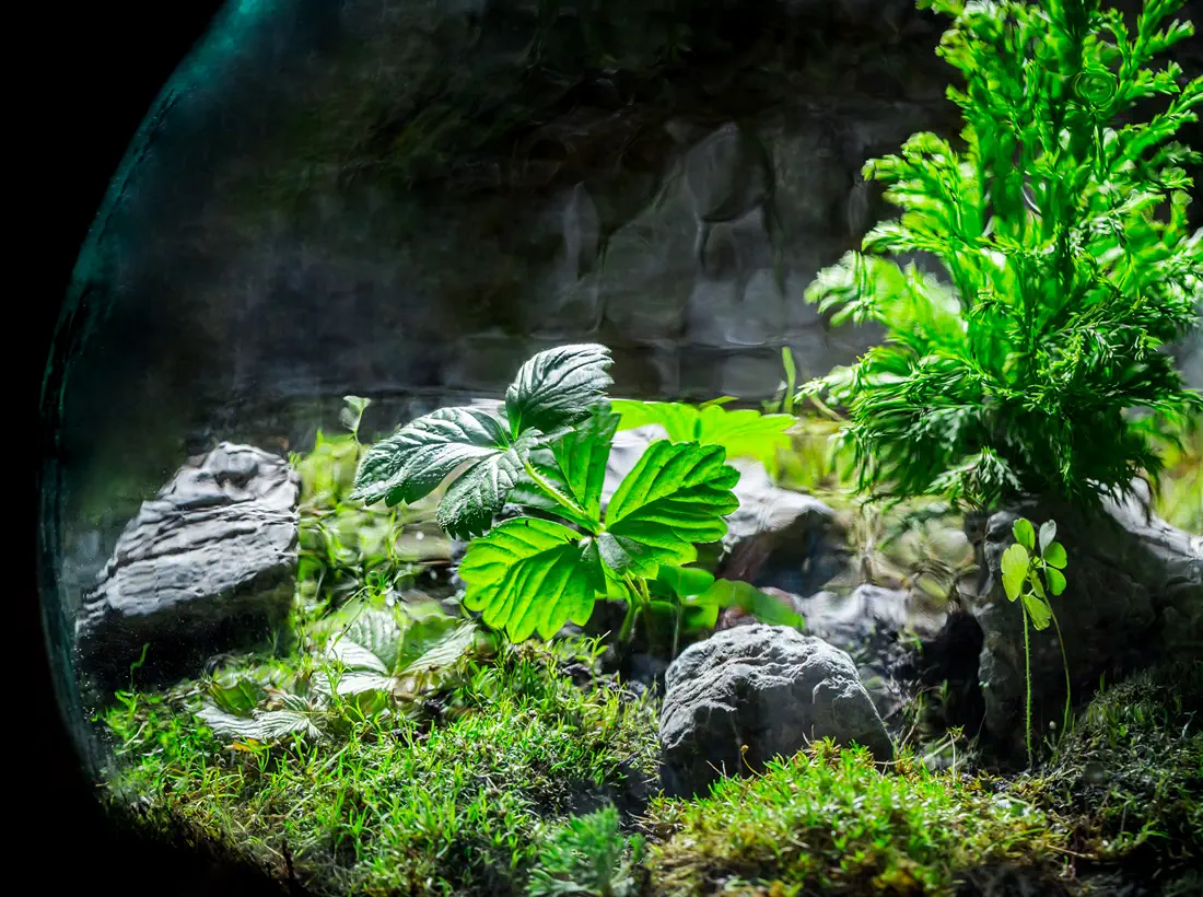 Terrarium with mosses and tropical plants