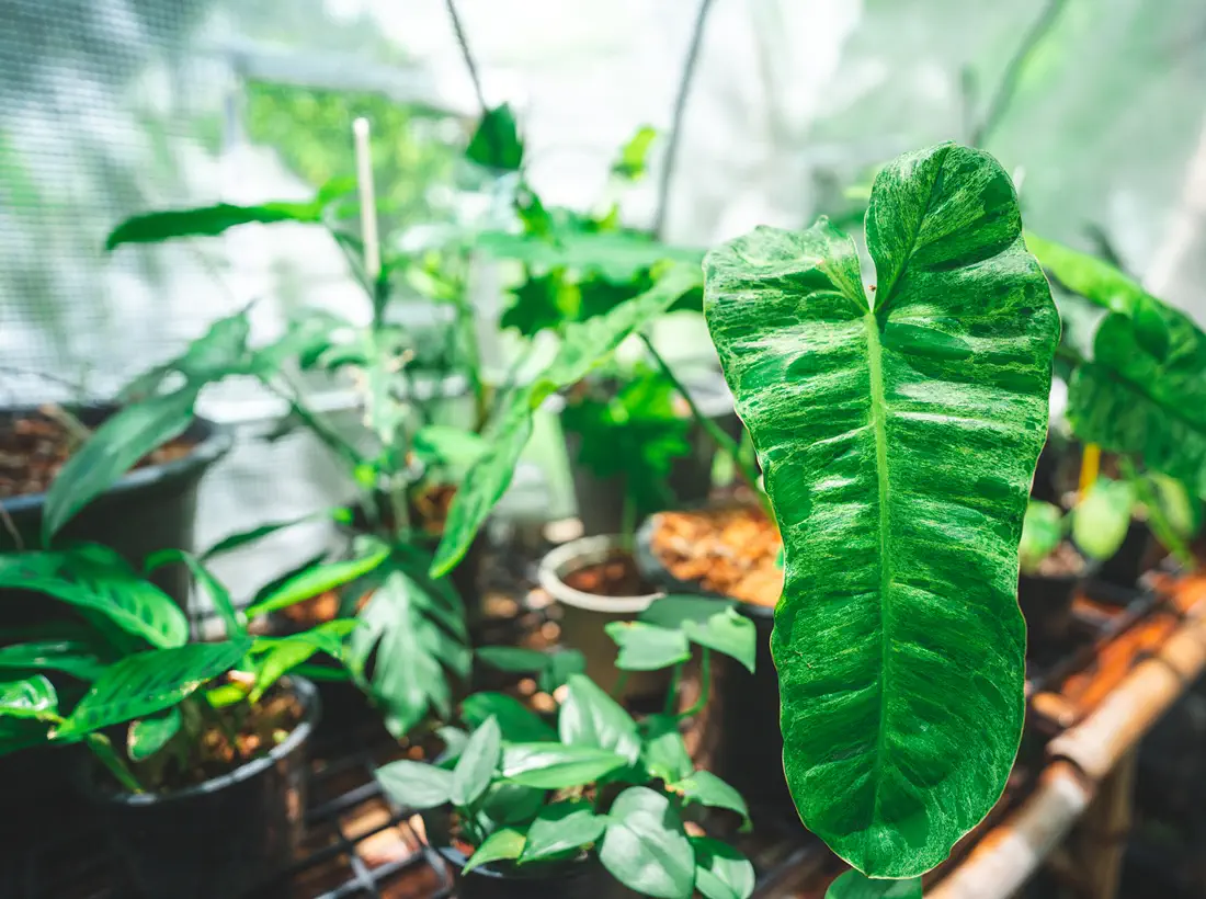 Moss and tropical foliage inside a terrarium